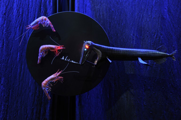 16. Stoplight loosejaw_DF.3767